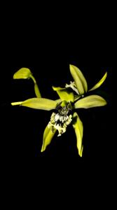 Coelogyne mayeriana