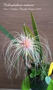 Bulbophyllum medusae