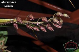 Mormodes castroi