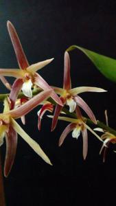 Eria javanica