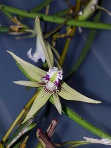 Dendrobium schoeninum