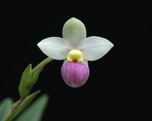 Phragmipedium schlimii