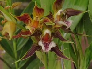 Galeottia fimbriata
