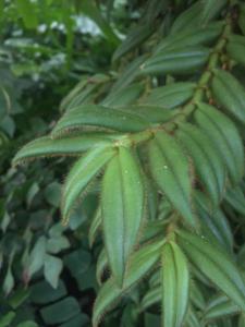 Trichotosia pulvinata