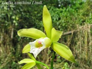 Cattleya xanthina