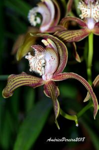 Cymbidium tracyanum