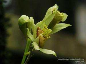 Dendrobium delacourii