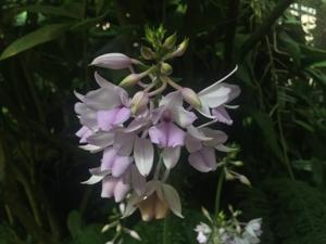 Calanthe sylvatica