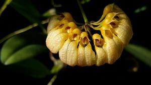 Bulbophyllum auratum