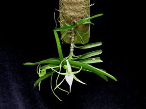 Angraecum dollii