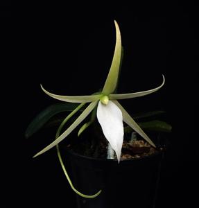 Angraecum litorale