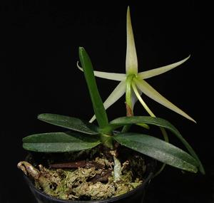 Angraecum litorale