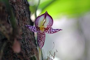 Bulbophyllum macranthum