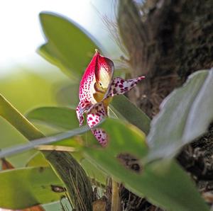 Bulbophyllum macranthum
