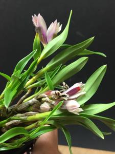 Dendrobium vexillarius
