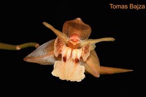 Coelogyne radicosa