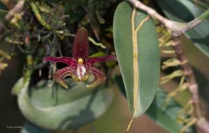 Bulbophyllum cheiri