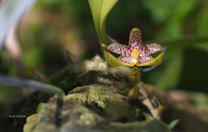 Bulbophyllum baileyi