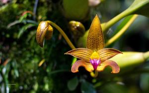 Bulbophyllum claptonense