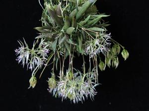 Macroclinium aurorae