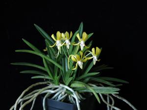 Vanda falcata