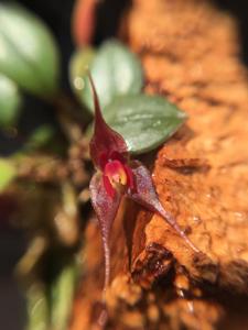 Lepanthes grandiflora