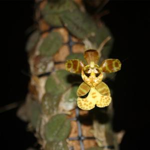 Psychopsiella limminghei