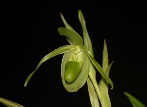 Phragmipedium longifolium var. longifolium