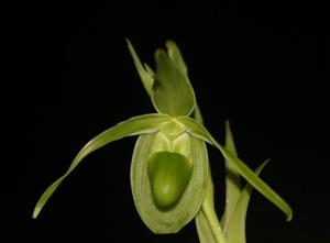 Phragmipedium longifolium var. longifolium