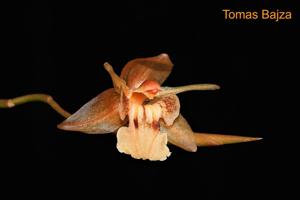 Coelogyne radicosa