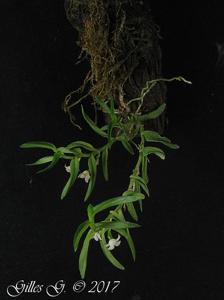 Angraecum pterophyllum