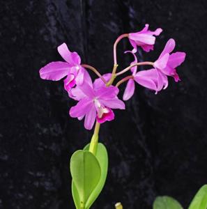 Guarianthe bowringiana