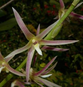 Eria javanica