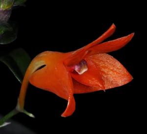 Dendrobium jacobsonii