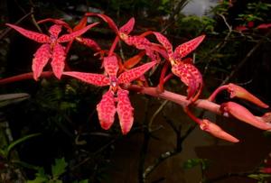 Renanthera bella