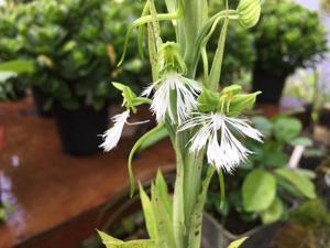 Habenaria medioflexa
