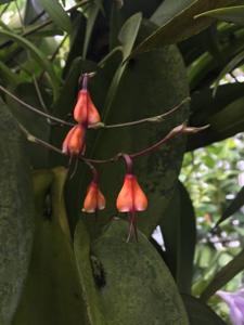 Dracula erythrocodon