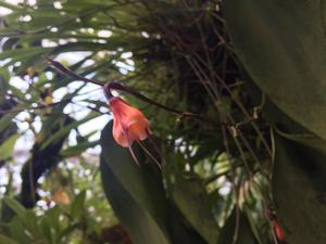 Dracula erythrocodon