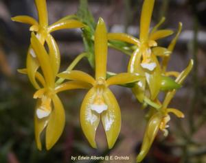 Phalaenopsis cornu-cervi