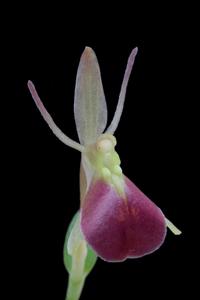 Epidendrum peperomia