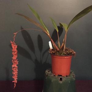 Coelogyne hampelii