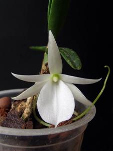 Angraecum didieri