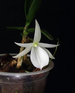 Angraecum didieri