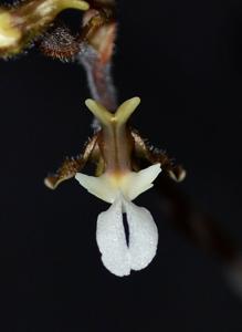 Anoectochilus koshunensis