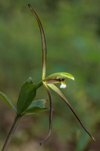 Isotria verticillata