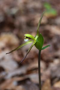 Isotria verticillata