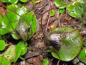 Corybas iridescens