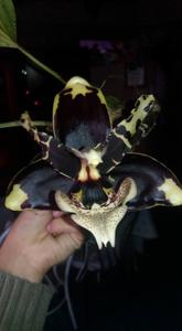 Stanhopea tigrina var. nigroviolacea
