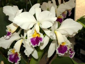 Cattleya labiata var. semialba