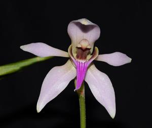 Ancistrochilus rothschildianus